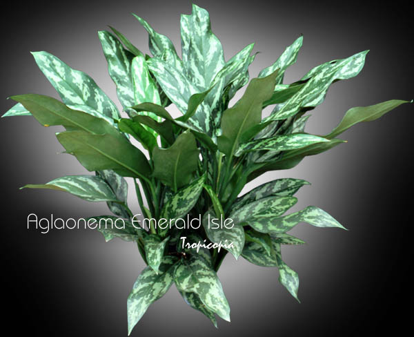 Aglaonema - Aglaonema Emerald Isle - Aglaonema - Chinese Evergreen